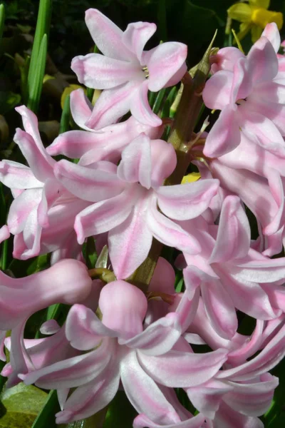 봄에는 hyacinths — 스톡 사진