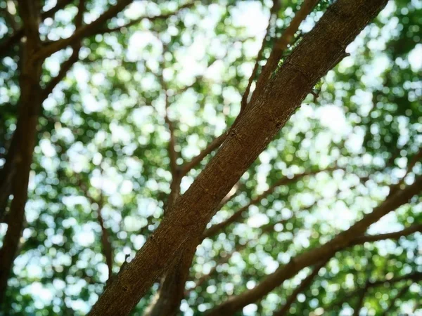 树的背景阳光闪烁着像假的 模糊的图片 — 图库照片