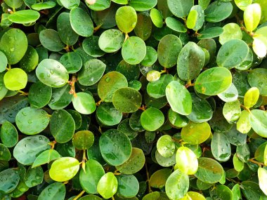 Asya bölgesinde soyut dekoratif yeşillik