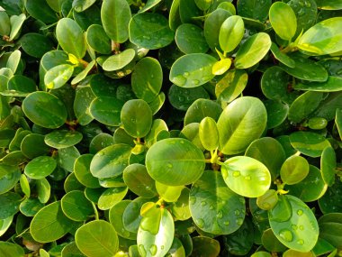 Asya bölgesinde soyut dekoratif yeşillik