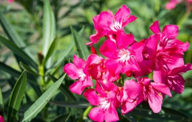 Doğa bahçesinde pembe neryum zakkum çiçeği.