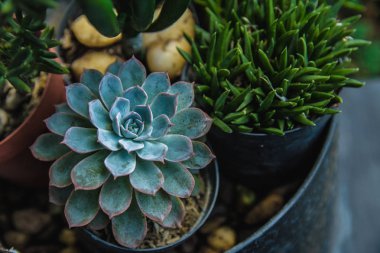 Kaktüs succulents ekici ve Bahçe.