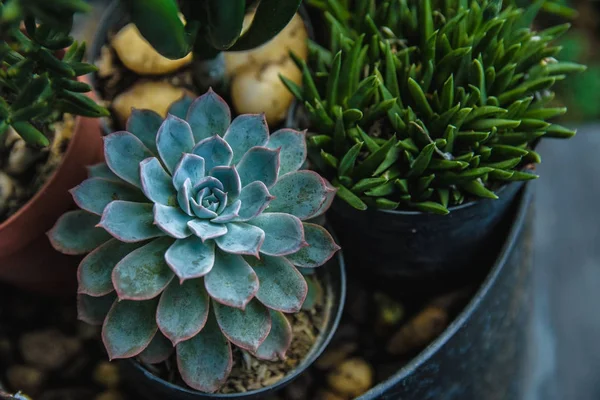 Kaktüs succulents ekici ve Bahçe.