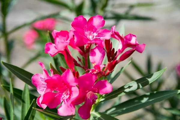 Doğa bahçesinde pembe neryum zakkum çiçeği.