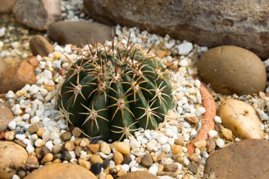 Kaktüs tur omurgalar kum üzerine yayılmış.