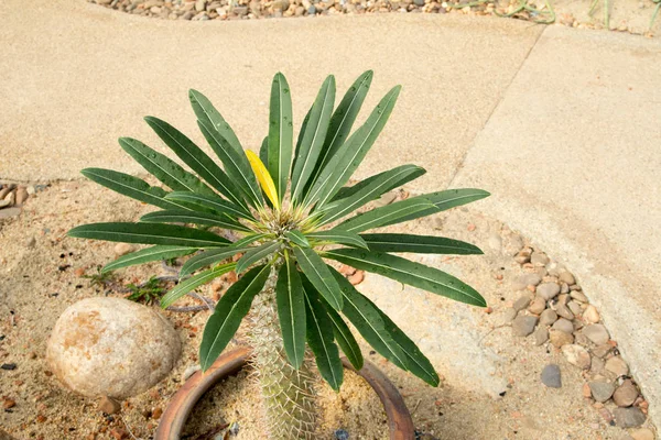 Épines rondes de cactus étalées sur le sable — Photo