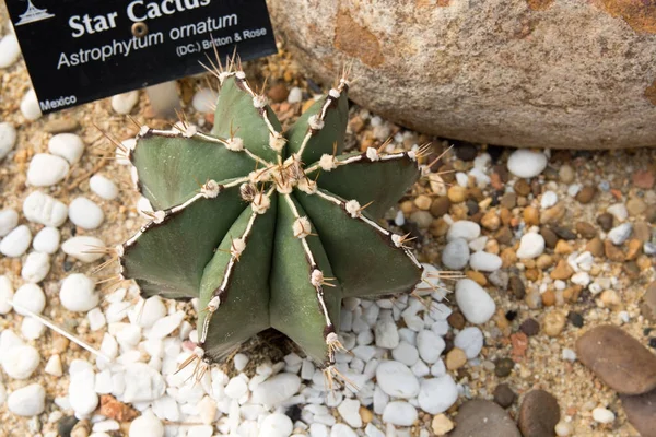 Étoile cactus épines rondes étalées sur le sable — Photo