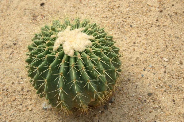 Épines rondes de cactus étalées sur le sable . — Photo