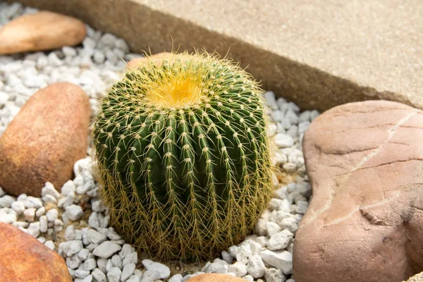 Épines rondes de cactus étalées sur le sable . — Photo