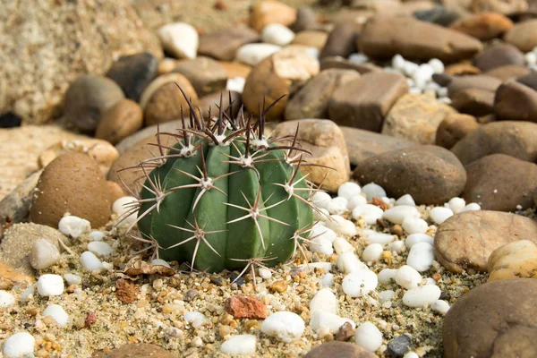 Épines rondes de cactus étalées sur le sable . — Photo
