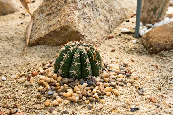 Épines rondes de cactus étalées sur le sable . — Photo