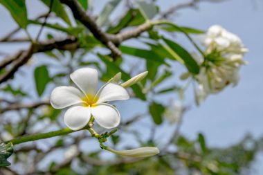 Beyaz plumeria çiçeklerle yaprakları arka plan bulanıklık