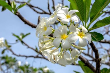 Beyaz plumeria çiçeklerle yaprakları arka plan bulanıklık