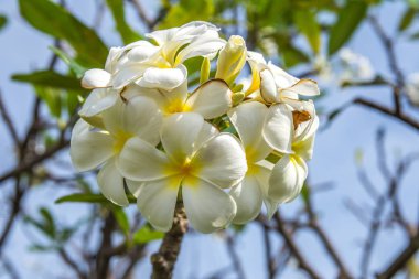 Beyaz plumeria çiçeklerle yaprakları arka plan bulanıklık