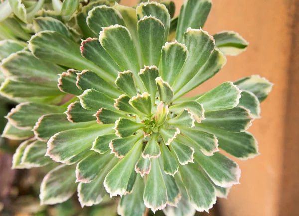 Seçici odak ile güzel castus