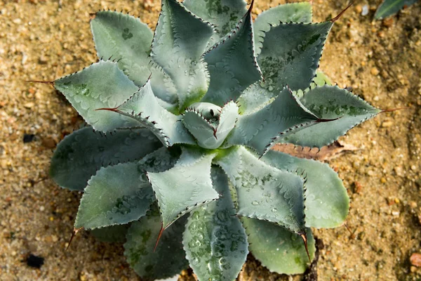 Le cactus vert, une petite plante fantastique qui pousse dans un désert . — Photo
