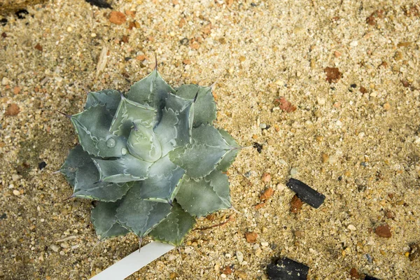 Le cactus vert, une petite plante fantastique qui pousse dans un désert . — Photo