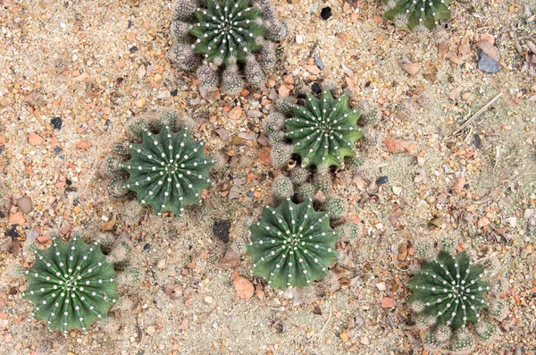 Vue du dessus d'une plante de cactus vert dans un jardin botanique . — Photo