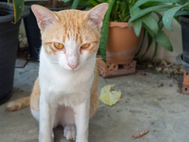 Sokakta güzel beyaz ve turuncu kedi.