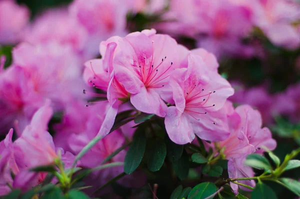 Açelya Pembe çiçek açması yakın çekim bahçede