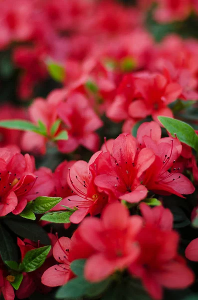 핑크 꽃 진달래 정원에서 가까이 — 스톡 사진