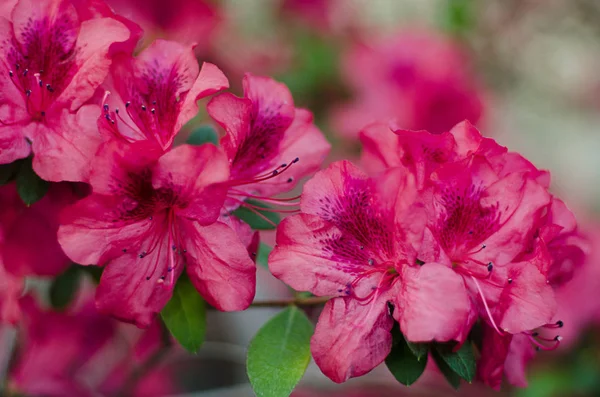 Desabrochando azálea rosa perto no jardim — Fotografia de Stock