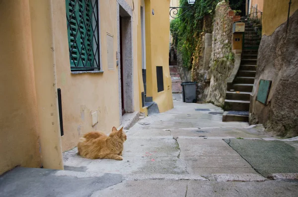 Ginger cat on the street of Menton, France Stock Photo