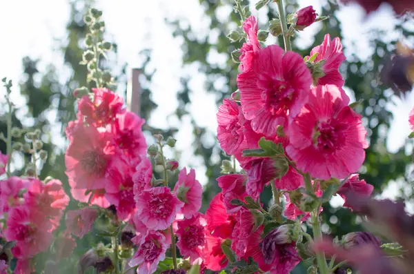 Blooming pink mallow blooming in summer garden — 스톡 사진