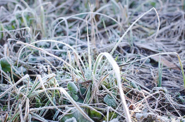 Winter achtergrond van frosty gras bij de zonsondergang — Stockfoto