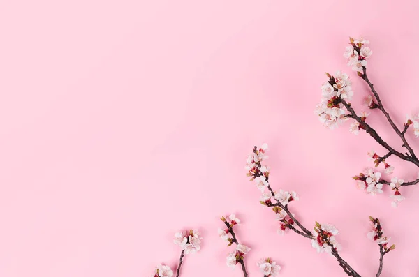 Vit Våren Blomma Pastell Rosa Bakgrund Platt Ligg Ovanifrån — Stockfoto