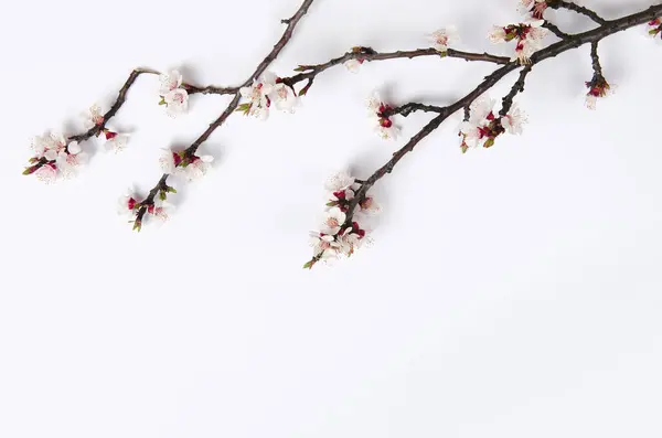 White blossom on pastel white background. Flat lay, top view. — Stock Photo, Image