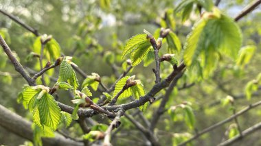 Tarlada güneş ışığında parlayan taze yeşil yapraklar.