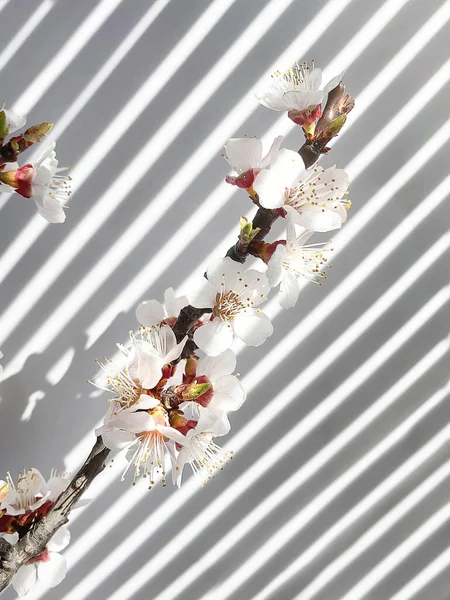 Spring Blossoms and stripes of shadows on wall