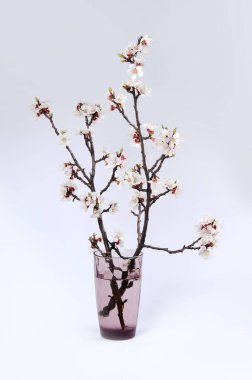 Gri arka planda şeffaf vazoda kayısı çiçeği