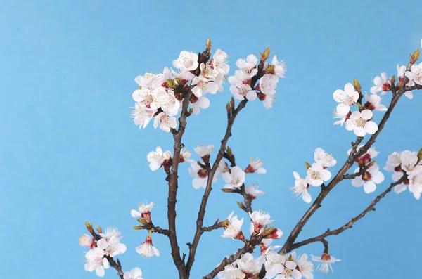 Zweig Einer Blühenden Aprikose Gegen Den Blauen Himmel — Stockfoto