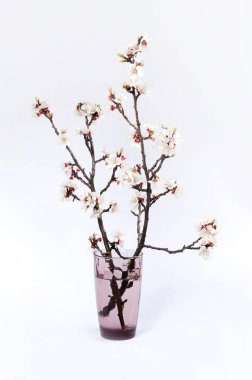 Gri arka planda şeffaf vazoda kayısı çiçeği