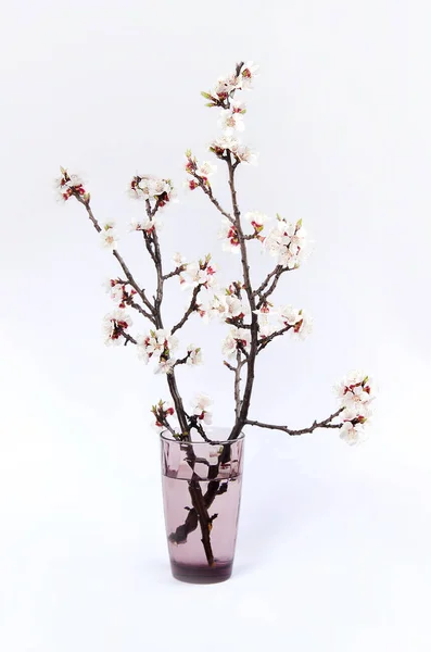 Belle Fleur Abricot Vase Transparent Sur Fond Gris — Photo