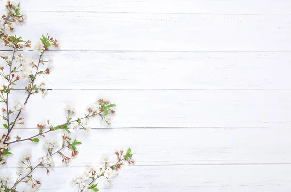 Färsk Körsbärsblomma Vitmålade Träplankor Selektivt Fokus Kopiera Utrymme — Stockfoto