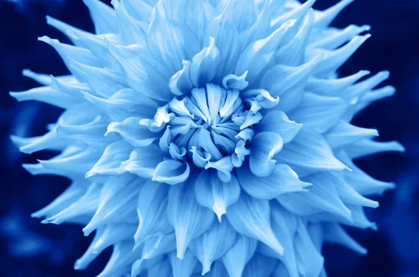 Цветок Модном Голубом Цвете Цветовая Концепция Года Классический Синий — стоковое фото