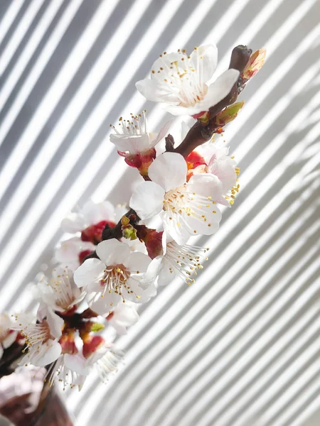 Spring Blossoms Stripes Shadows Wall — Stock Photo, Image