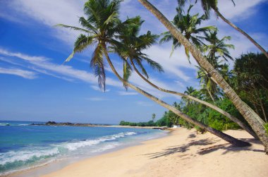 Büyük dalgaları olan güzel tropikal plajlar. Sri lanka