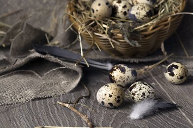 Kırsal ahşap arka planda bir yuvadaki bıldırcın yumurtaları. Sağlıklı gıda konsepti.