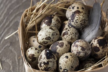 Kırsal ahşap arka planda bir yuvadaki bıldırcın yumurtaları. Sağlıklı gıda konsepti.