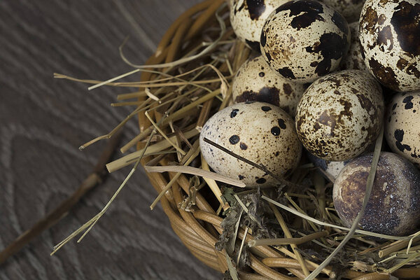 Quail eggs in a nest on a rustic wooden background. Healthy food concept.