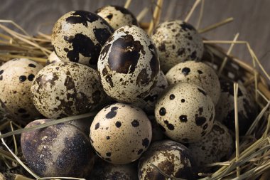 Kırsal ahşap arka planda bir yuvadaki bıldırcın yumurtaları. Sağlıklı gıda konsepti.