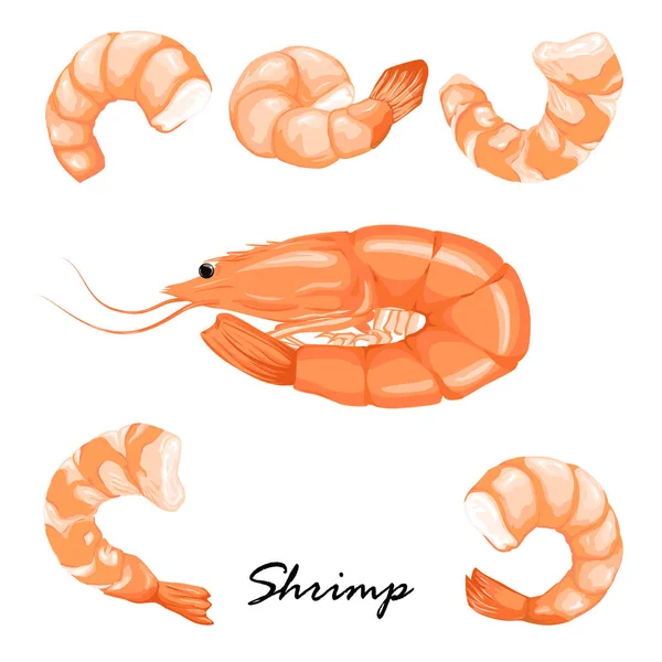 Set gekochte Garnelen, Garnelen ohne Schale, Garnelenfleisch. Shrimp Garnelen Symbole gesetzt. gekochte Garnelen auf weißem Hintergrund. — Stockvektor