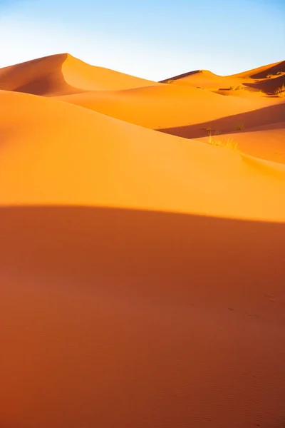 Sanddynor i Saharaöknen — Stockfoto
