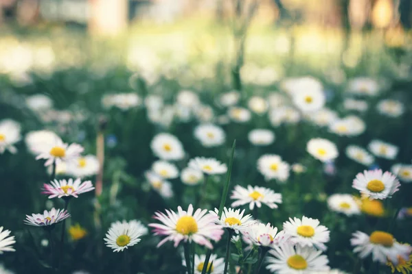 Green meadow with daisies — Stock Photo