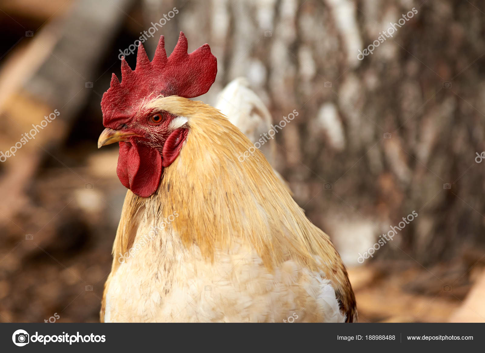 Grande testa Cocks
