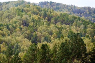 Yeşil dağ ormanı. Uzun ağaçlar